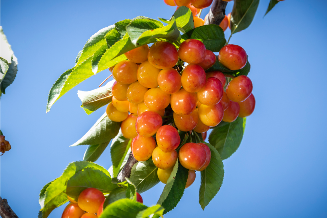 Dried Cherries Wholesale, Bulk, and Consumer Sunrise Fresh