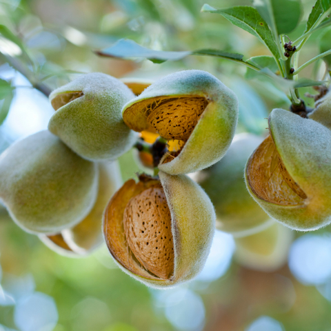 Almonds growing on tree during the day that are ready to harvest